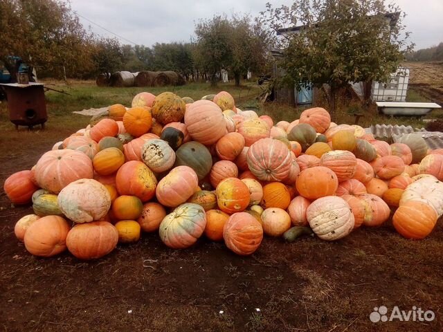 Где Купить Тыкву В Нижнем Новгороде