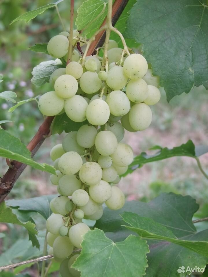 Саженцы винограда купить на Зозу.ру - фотография № 5