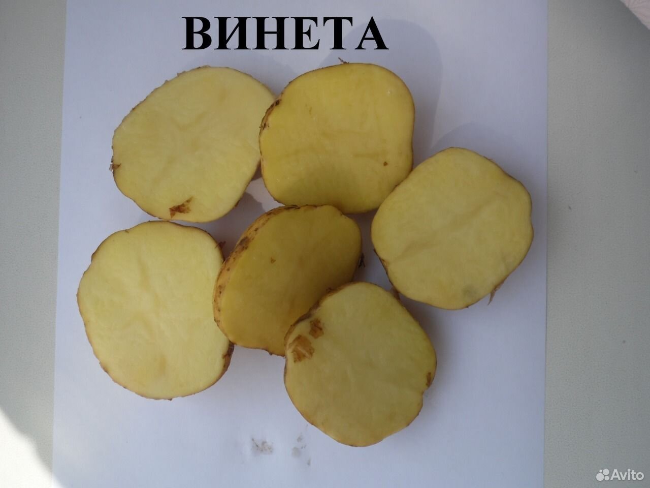 Винета сорт картофеля характеристика