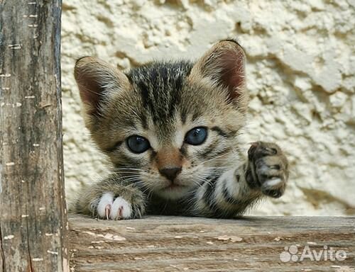 Замурчательные Метисы нневского-маскарадного кота