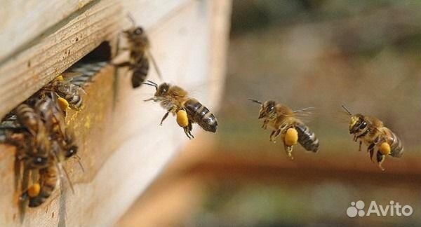 Пчелы, матки купить на Зозу.ру - фотография № 1