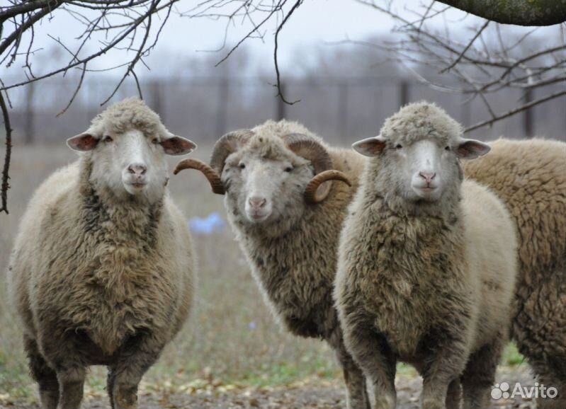 Продам ягнят, овечек купить на Зозу.ру - фотография № 4