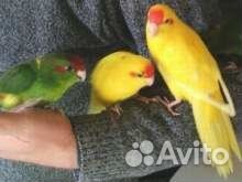 Птенцы Какарики попугаи для обучения "разговору" купить на Зозу.ру - фотография № 5