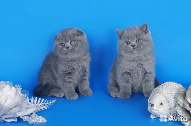 Котята Вислоухие Шотландские Цена На Авито Фото