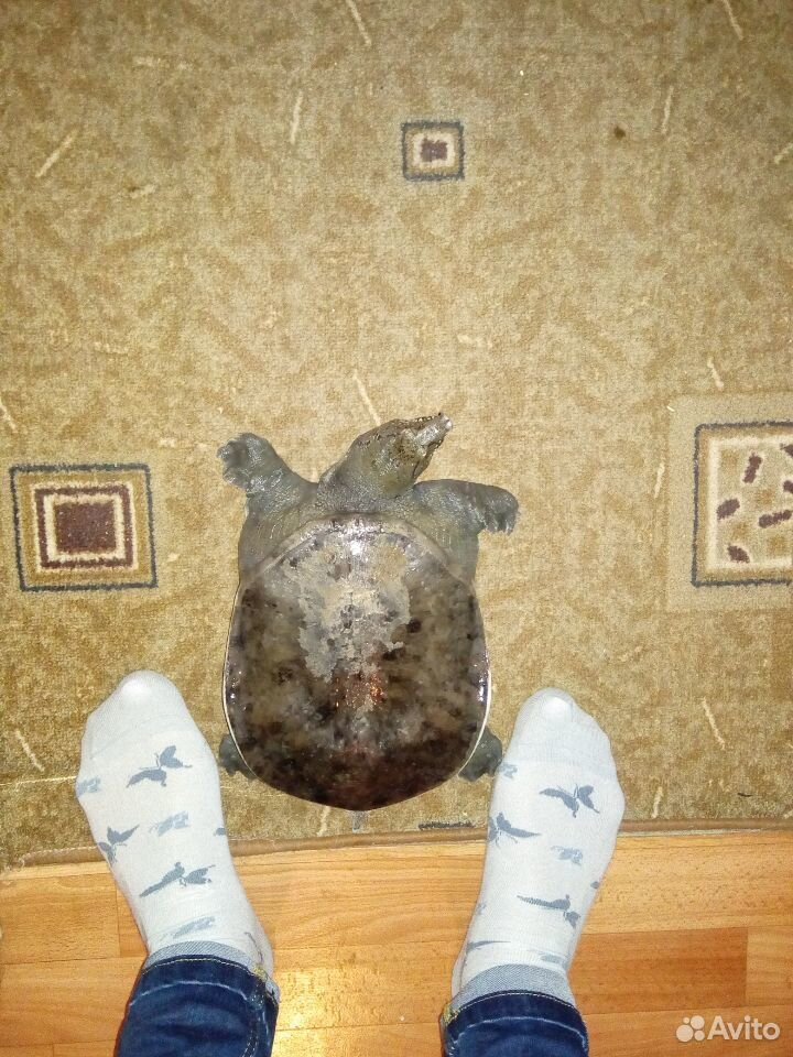 Большая черепаха купить на Зозу.ру - фотография № 2