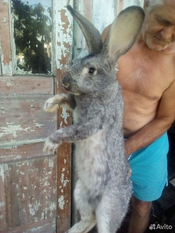 Продаю кроликов породы "великан" купить на Зозу.ру - фотография № 1