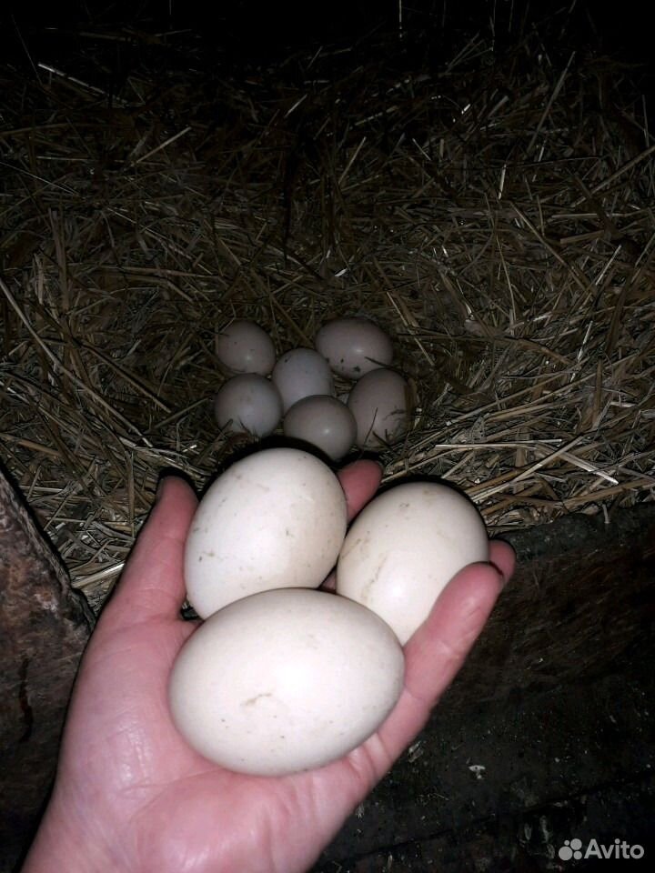 Инкубационное яйцо индоутки купить на Зозу.ру - фотография № 2