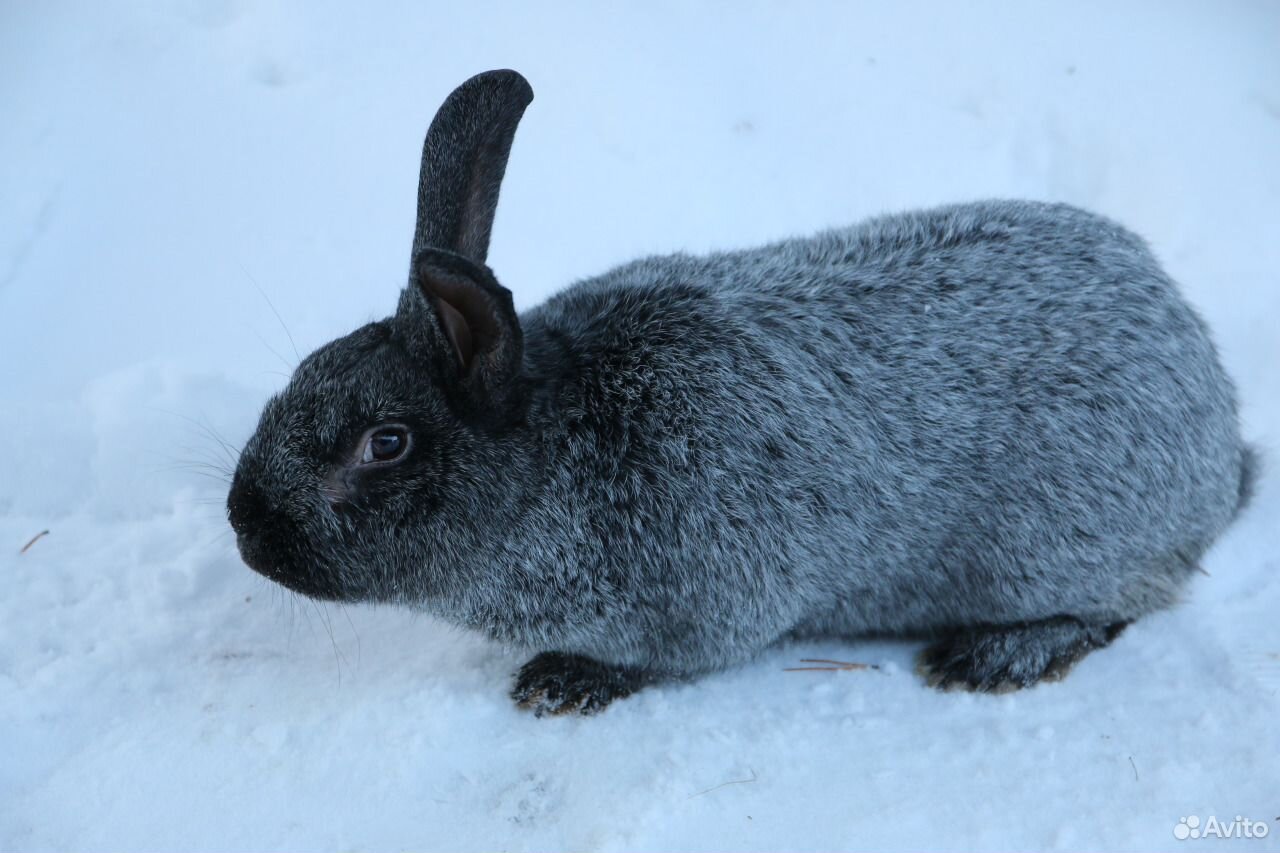 Кролики породы Серебристый (Полтавское серебро) купить на Зозу.ру - фотография № 1