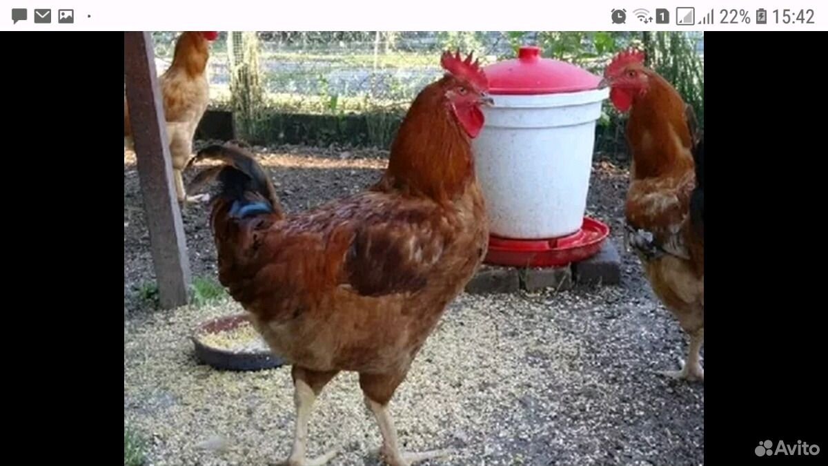 Цыплята Бройлер sasso (красный) купить на Зозу.ру - фотография № 2