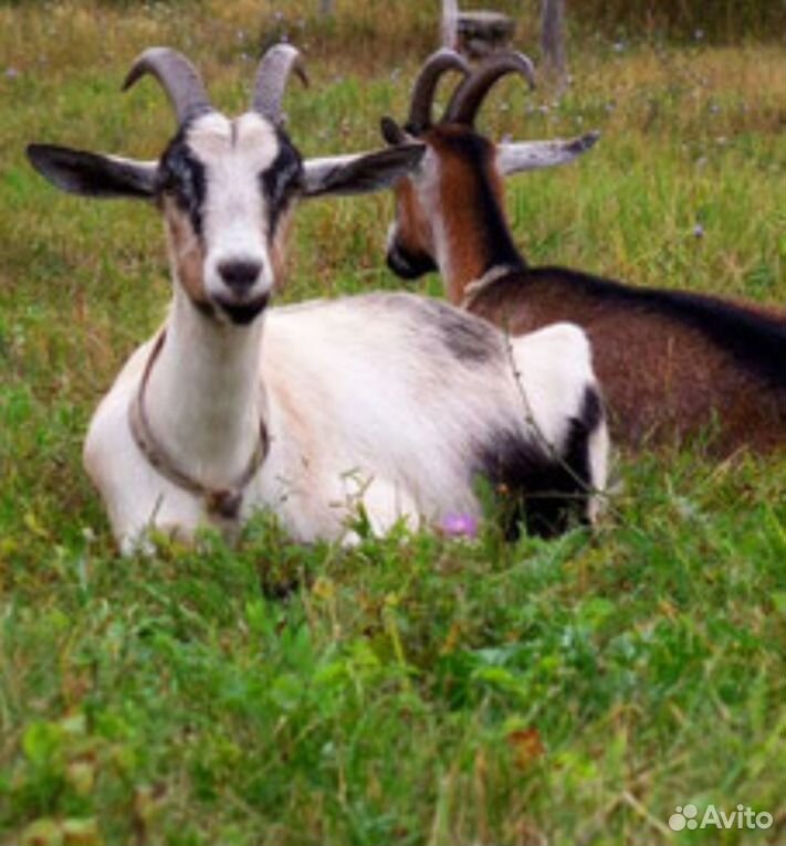 Белгородская куплю козу. Ламанча порода коз. Фото коз разных пород. Козы породы ламанча фото.
