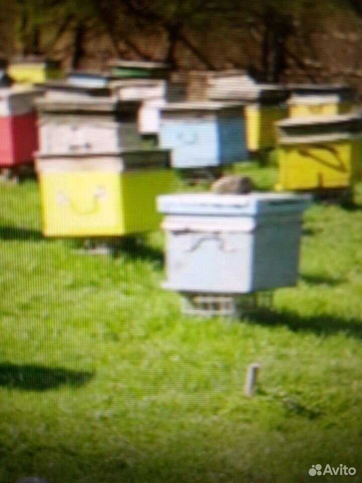 Пчелосемья с ульем купить на Зозу.ру - фотография № 1
