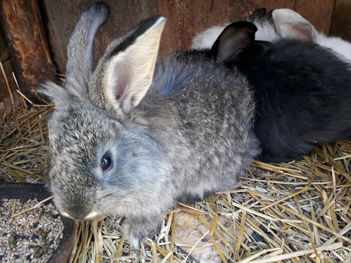 Кролики гладкие,шерстяные,декоративные купить на Зозу.ру - фотография № 6