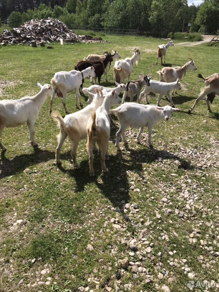 Козы молочные, козлята, Овцы, ягнята купить на Зозу.ру - фотография № 2