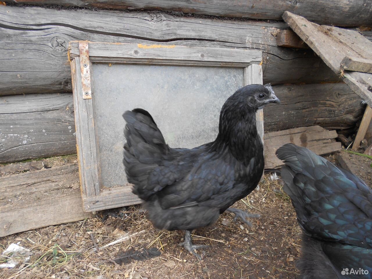 Цыплята и яйца лечебных кур купить на Зозу.ру - фотография № 1