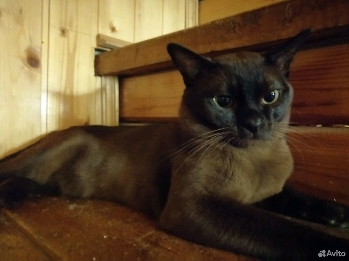 Бурманский кот купить на Зозу.ру - фотография № 1