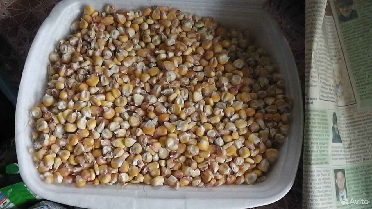 Кукуруза Пшеница купить на Зозу.ру - фотография № 3