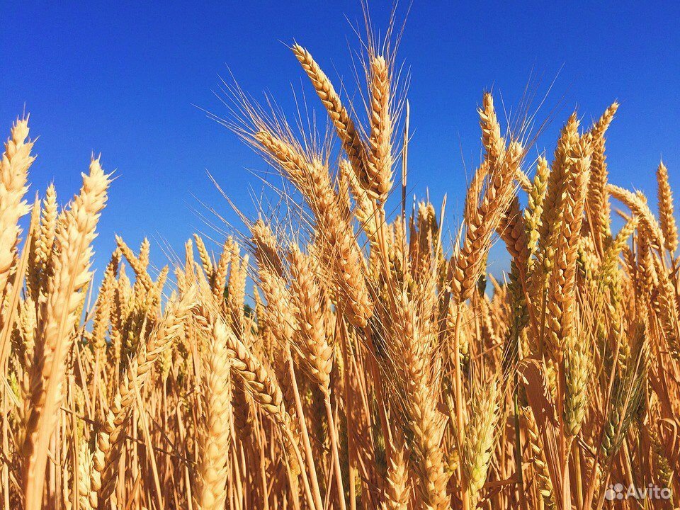 Семена озимой пшеницы:Алексеич, Безостая 100, Гром купить на Зозу.ру - фотография № 1