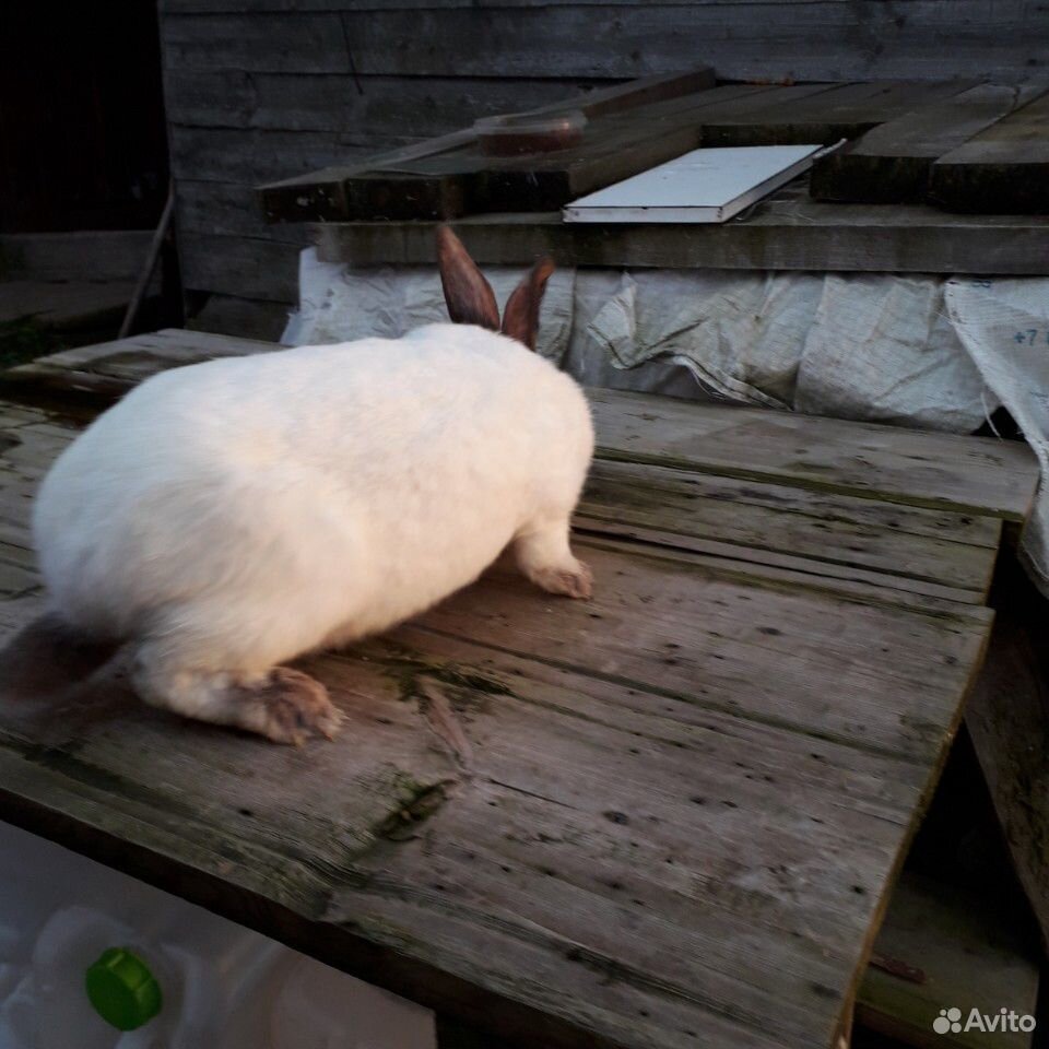 Кролики обмен на пчелосемьи купить на Зозу.ру - фотография № 7