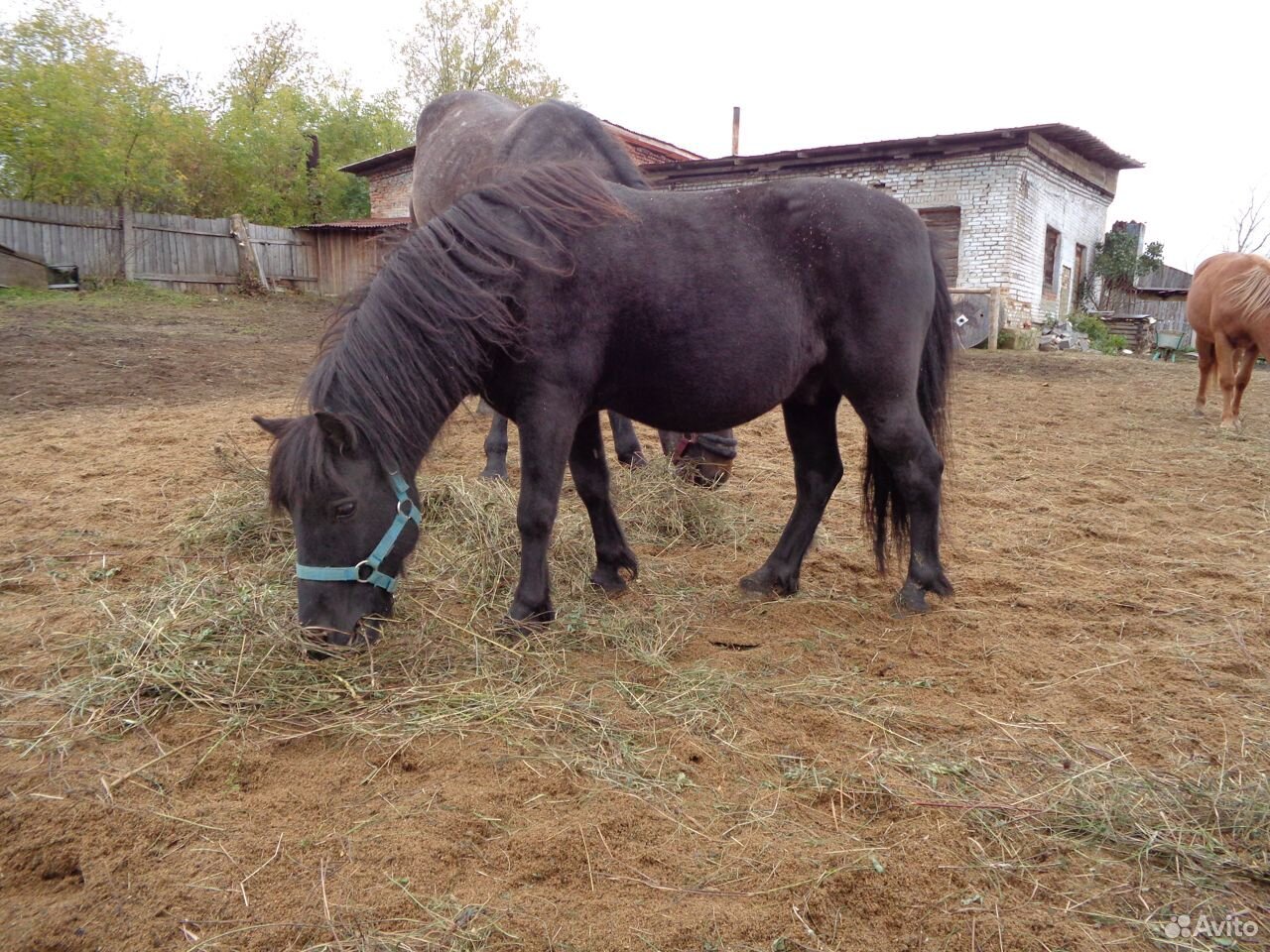 Пони, пони класс, жеребец купить на Зозу.ру - фотография № 10