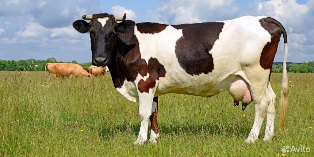 Коровы на мясо живым весом купить на Зозу.ру - фотография № 1