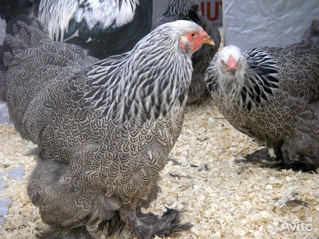 Цыплята суточные и яйца породистых кур купить на Зозу.ру - фотография № 2