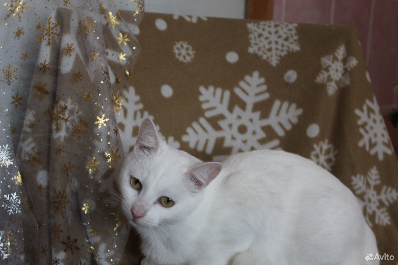 Кастрированный кот Рафинад купить на Зозу.ру - фотография № 1