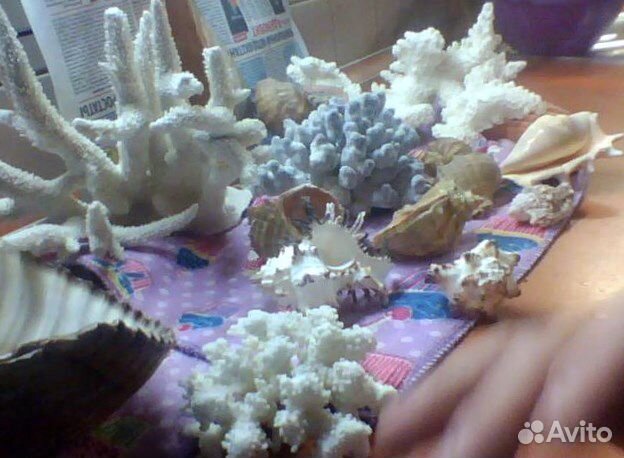 Кораллы и ракушки для аквариума купить на Зозу.ру - фотография № 2
