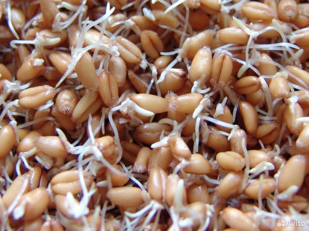 Пшеница пророщенная (проростки ) купить на Зозу.ру - фотография № 5