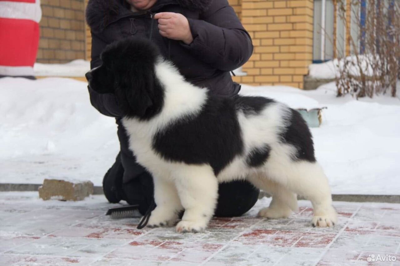 Купить Ньюфаундленд Щенки В Нижнем Новгороде