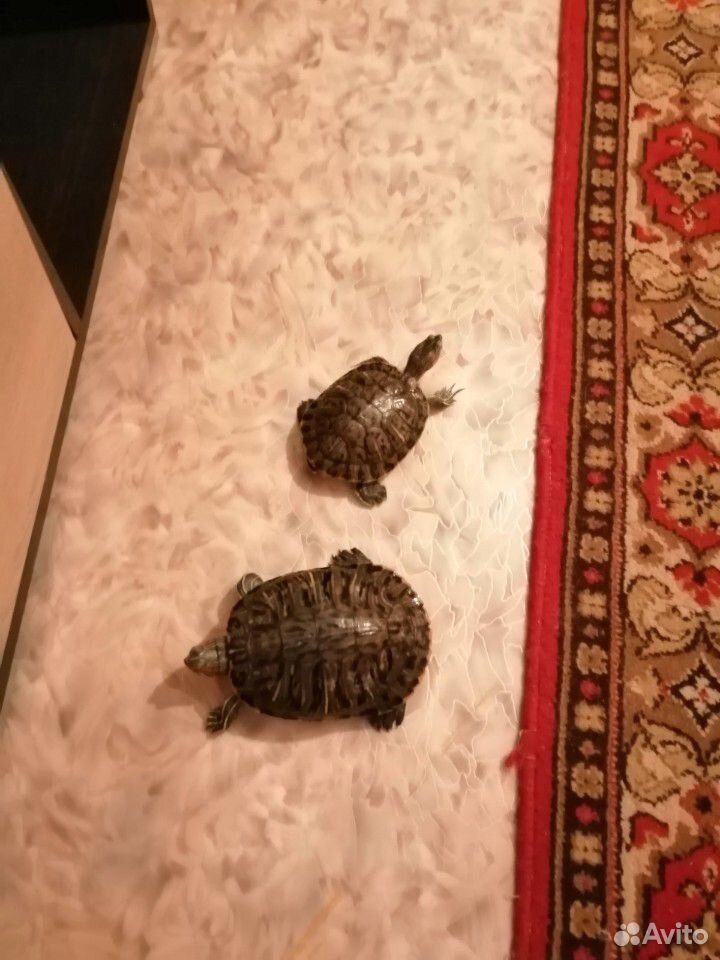 Черепахи самка большая самец по меньше купить на Зозу.ру - фотография № 1