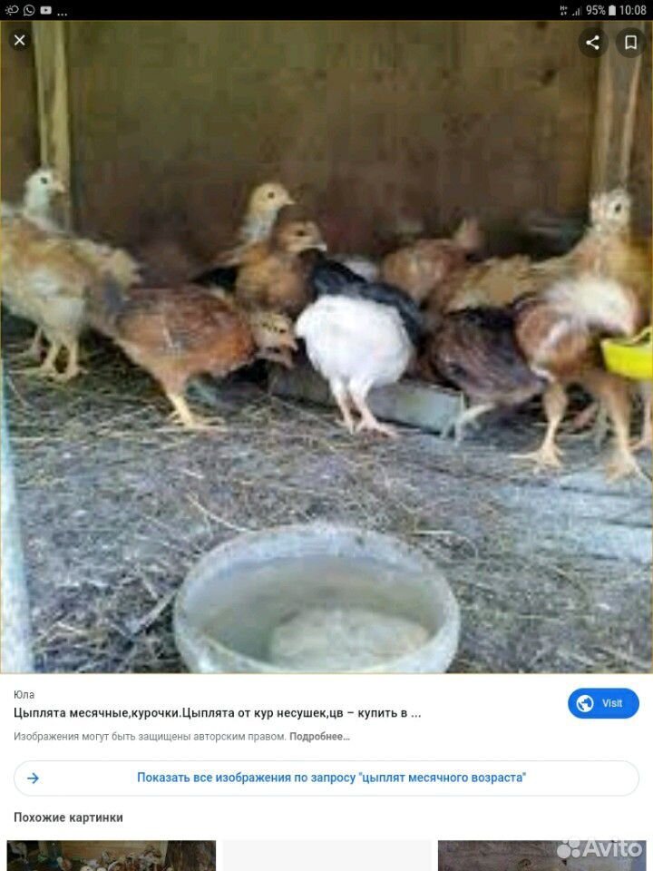 Цыплята домашние разные породы 380 штук купить на Зозу.ру - фотография № 1