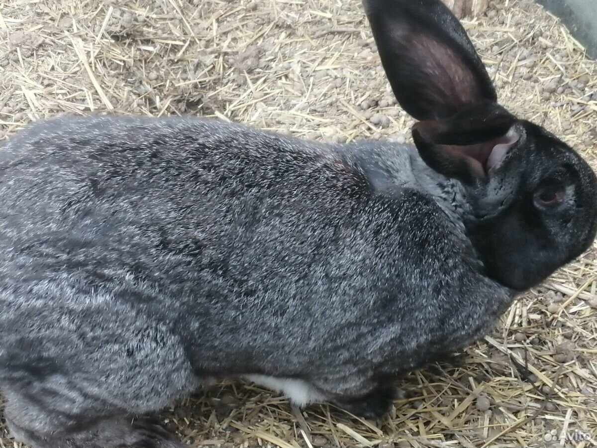 Кролик самец 1.5 года великан купить на Зозу.ру - фотография № 2