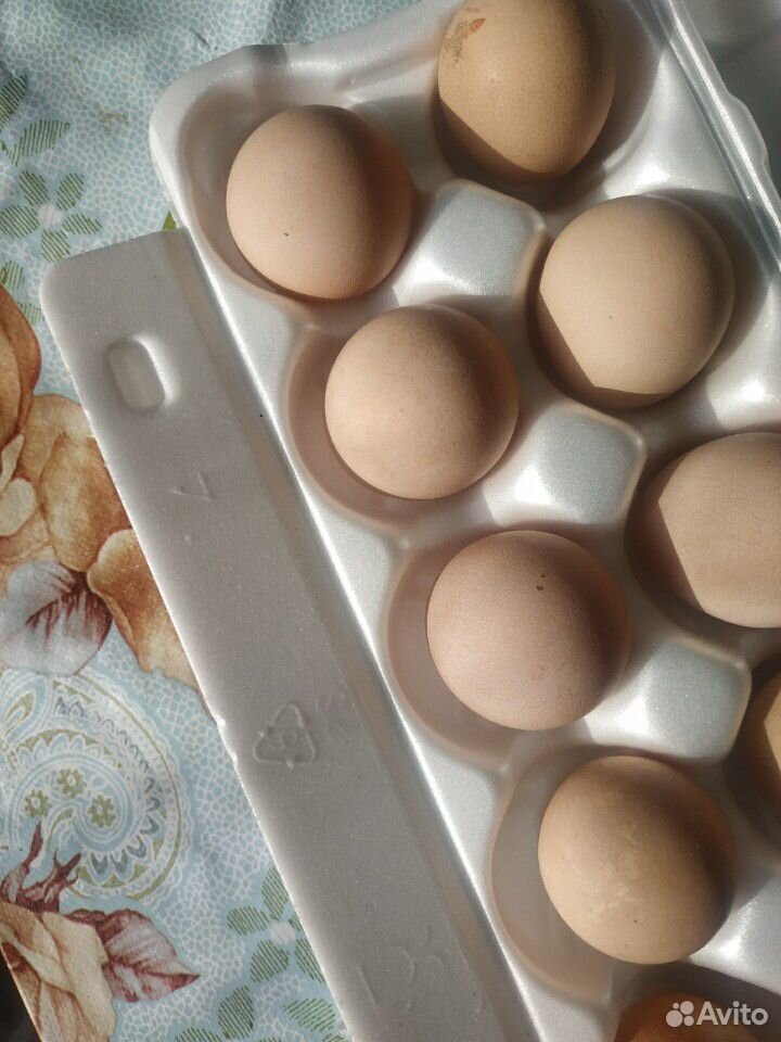 Яйцо цесарок купить на Зозу.ру - фотография № 1