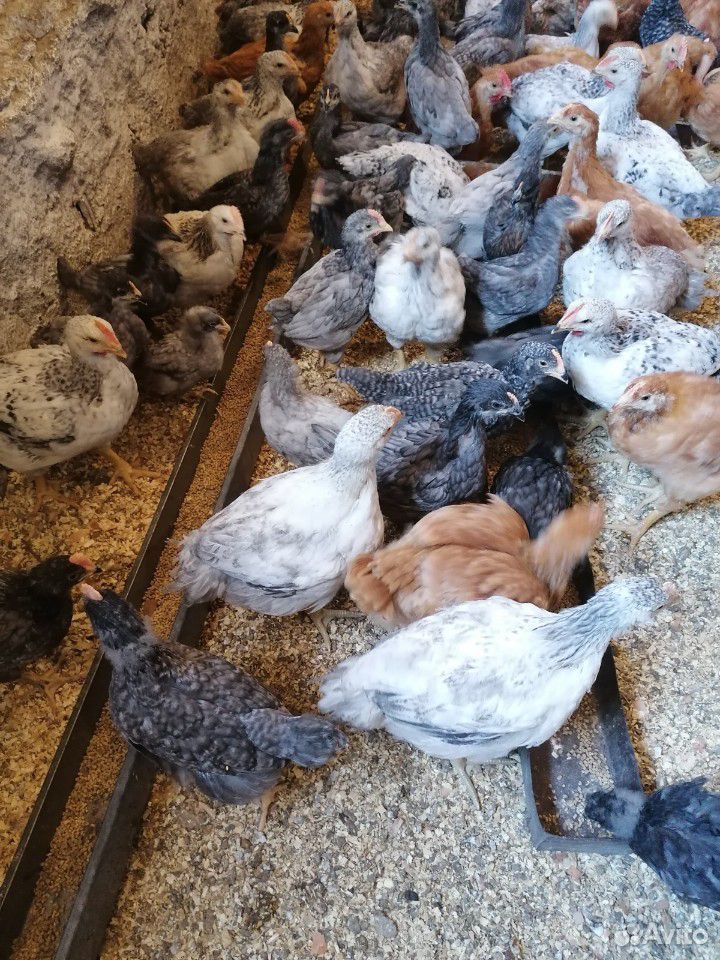 Цыплята цветного броллера купить на Зозу.ру - фотография № 2