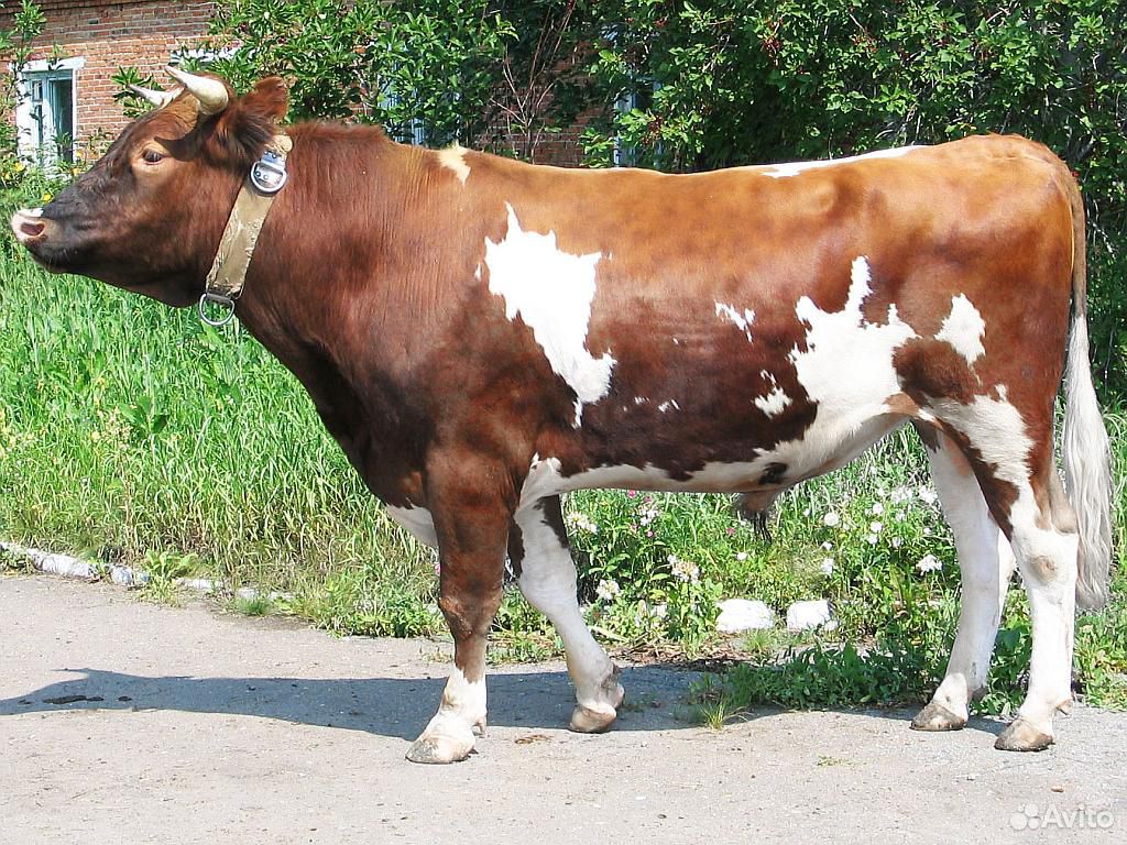 Коровы краснодарский край авито