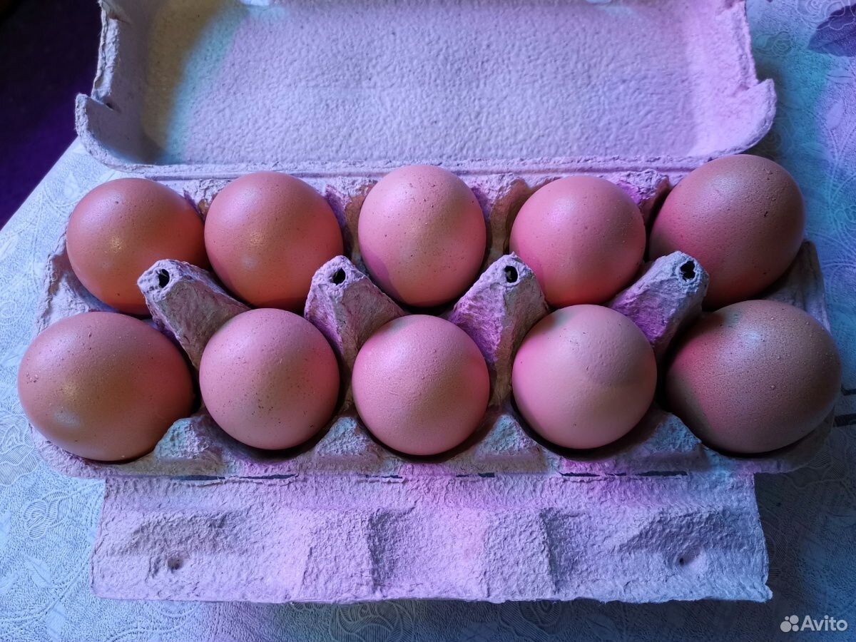Яйца инкубационные билефельдер купить на Зозу.ру - фотография № 1