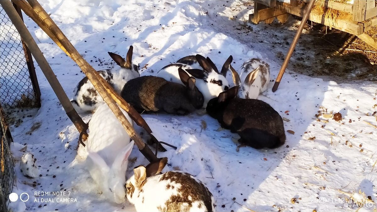 Кролики (живьём или мясом) купить на Зозу.ру - фотография № 10