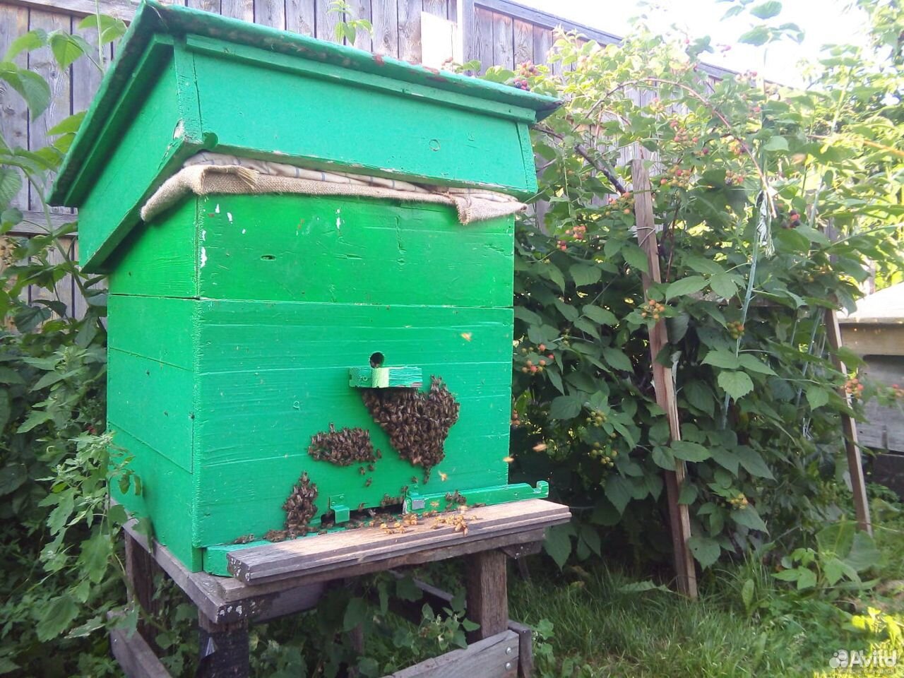 Улий с пчелами купить на Зозу.ру - фотография № 1
