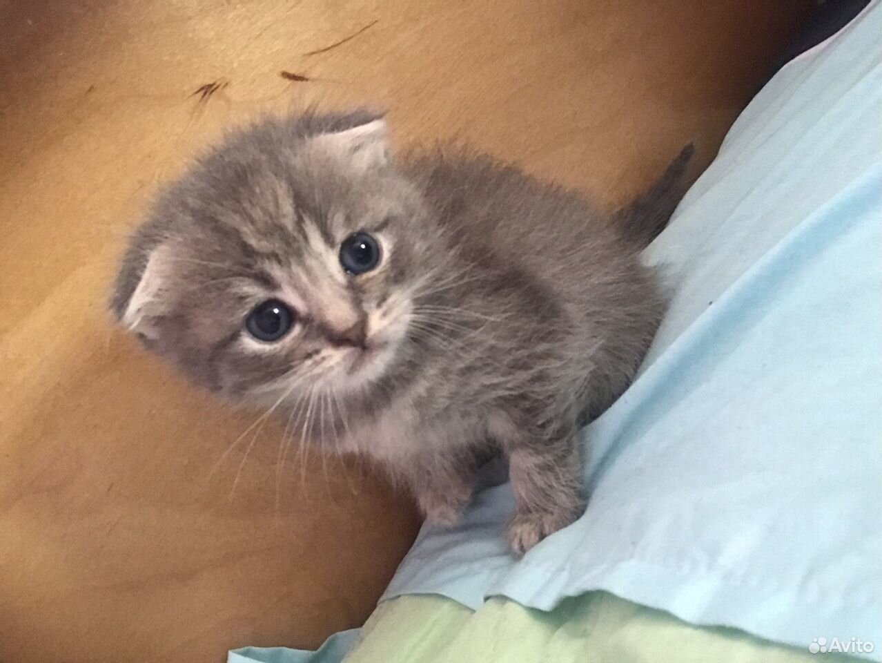 Купить Кошку В Уфе На Авито