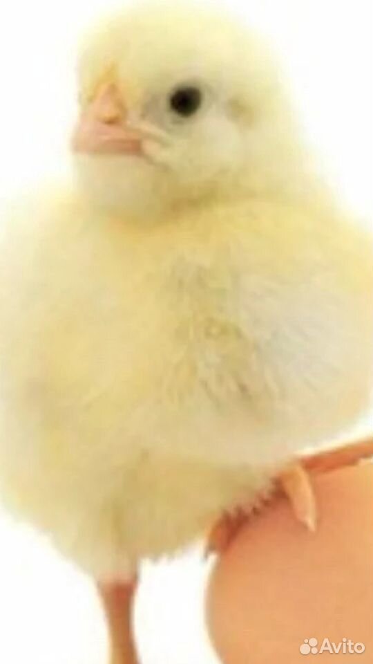 Инкубаторы для яиц куриных утинных гусинных купить на Зозу.ру - фотография № 4