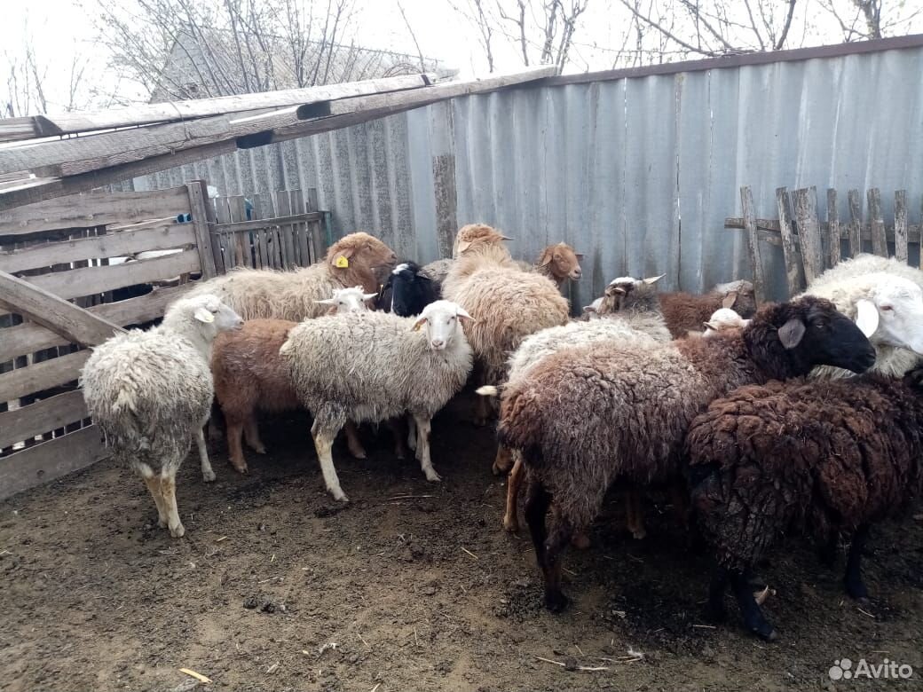 Овцы,ягнята купить на Зозу.ру - фотография № 2