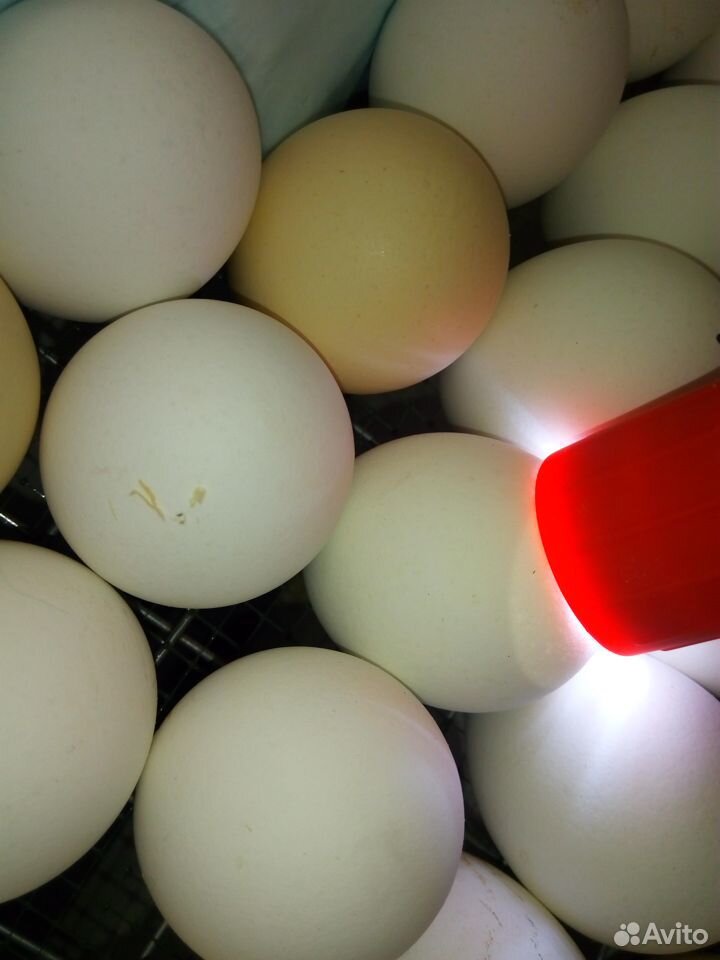 Яйцо инкубационное, Пушкинская порода купить на Зозу.ру - фотография № 1