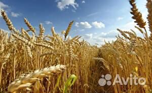 Пшеница,ячмень фураж купить на Зозу.ру - фотография № 1