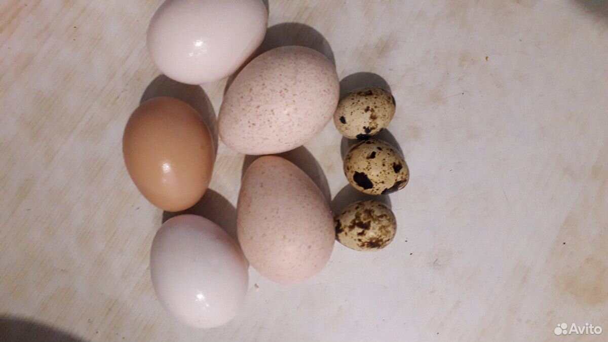 Яйца перепелиные, куриные купить на Зозу.ру - фотография № 1