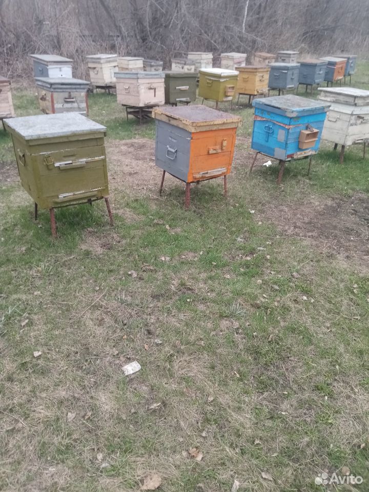 Продаются пчело пакеты 2+2, 3+1, пчелосемьи купить на Зозу.ру - фотография № 1