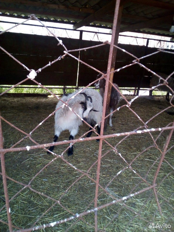 Продам двох коз купить на Зозу.ру - фотография № 1