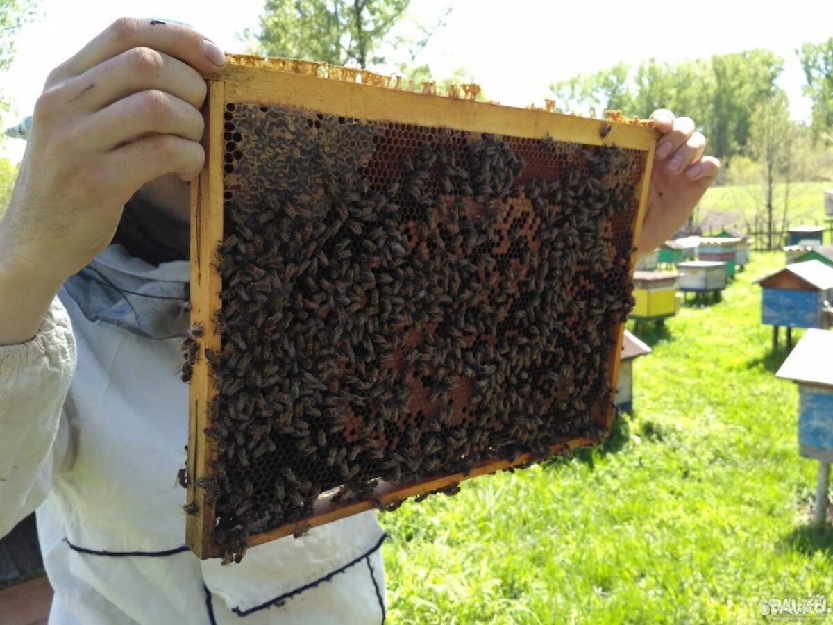 Купить пчел мордовия. Пчелопакеты Карника. Пчелопакеты май 2021. Пчелопакеты Бакфаст. Пчелы, пчелопакеты, Дадан.