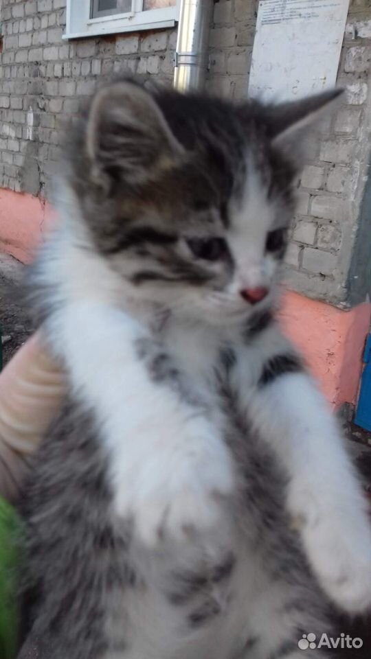 Котёнок в добрые руки купить на Зозу.ру - фотография № 3