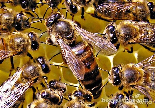 Пчелы корпатки купить на Зозу.ру - фотография № 1