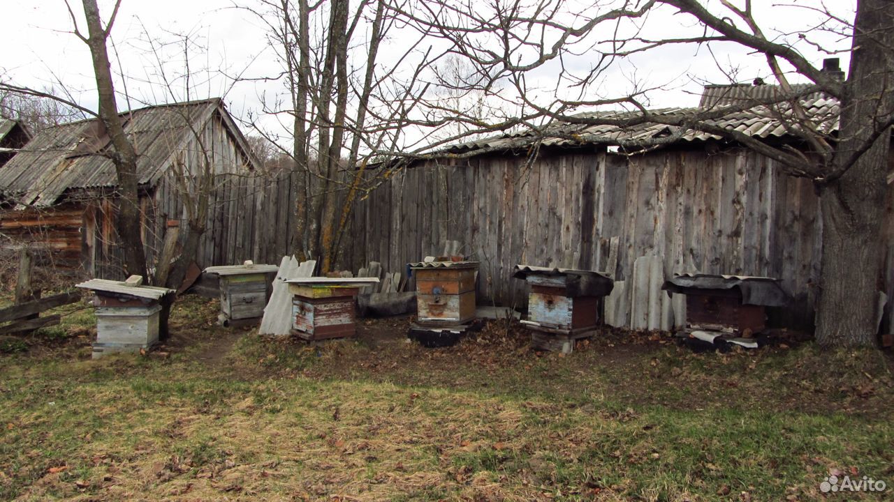 Пчелиные семьи купить на Зозу.ру - фотография № 1